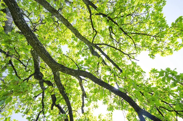 大树上绿叶的树枝 自然背景 — 图库照片