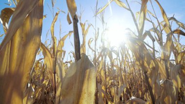 Olgun Mısır alanın üzerinde güneşe yaz sezonu