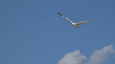 Deniz kuşu gökyüzünde uçuyor, vahşilik kavramı. 