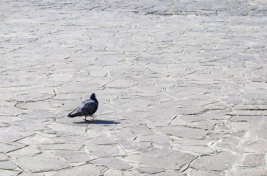 Güvercin kaldırımda Venedik, İtalya