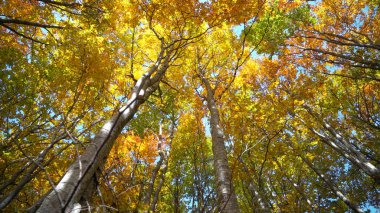Ormanda altın sarısı yaprakları olan renkli sonbahar ağaçları, güzel mevsimlik ormanlar, güneşli sonbahar, gerçek zamanlı