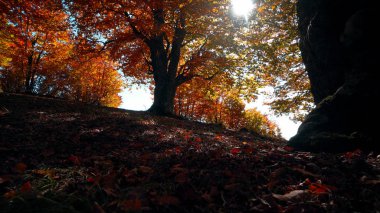 Gündüz sonbahar orman sahne hayran