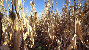 Kuru Mısır Mısır alan plantasyonunda tarım sezon