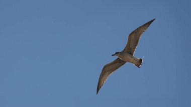 Mavi gökyüzü arka plan üzerinde uçan martı