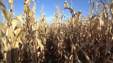 Kuru Mısır Mısır alan plantasyonunda tarım sezon