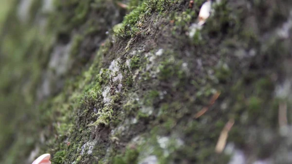 Piedra Roca Musgo Hierba Fondo Naturaleza — Foto de Stock