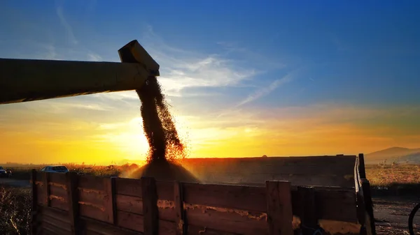Mähdrescher Bringt Frisch Geernteten Weizen Auf Traktor Anhänger Für Den — Stockfoto