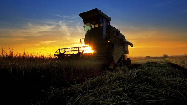 Combine harvester working in field on sunset background