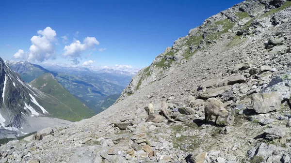 Panoramablick Auf Refuge Gouter Beliebter Ausgangspunkt Für Besteigungsversuche Des Montblanc — Stockfoto