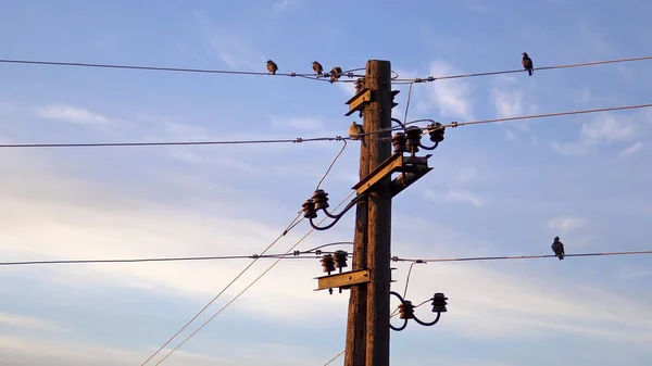 Flycatcher Muscicapa Striata Aves Posto Com Fios Elétricos Contra Céu — Fotografia de Stock