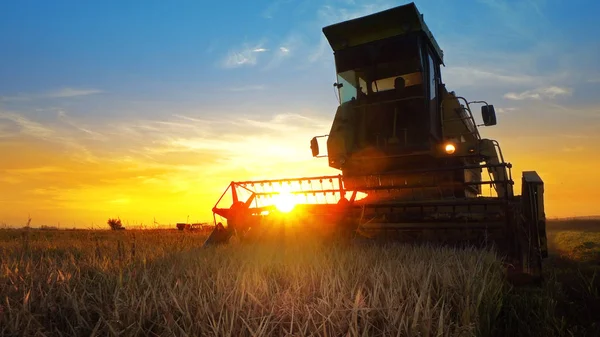 シルエットを組み合わせる夕日を背景に収穫の麦作物 — ストック写真