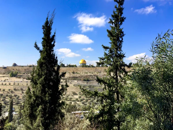 Jerusalem Eski Şehir Arasında Orman Pint Ağaçlar Srail — Stok fotoğraf