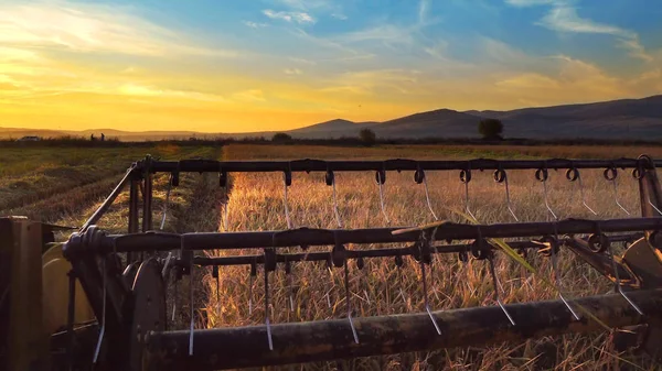 Vista Frontale Combinare Raccolta Risaie Contro Tramonto — Foto Stock