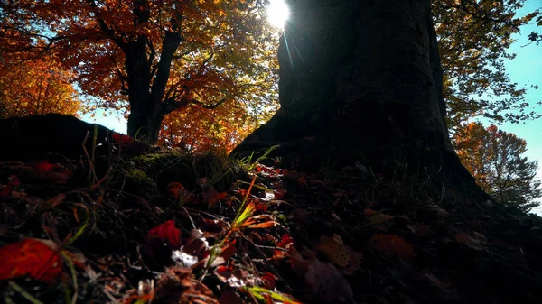 Herbst Bunten Baum Mit Sonnenaufgang Sonne Scheint Erstaunliche Natur Hintergrund — Stockfoto