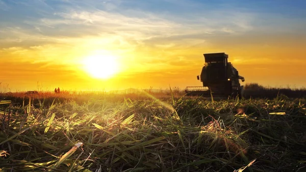 Combine Harvester Working Field Sunset Background — Stock Photo, Image