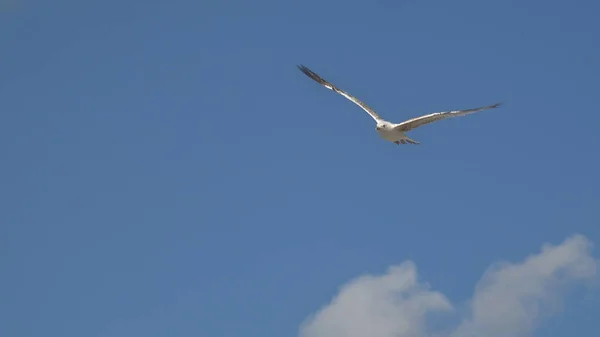 Aves Marinas Está Volando Cielo Concepto Salvajismo —  Fotos de Stock