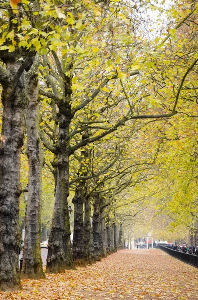London Aproximativ Oct 2013 Frumoși Copaci Aurii Toamnă Parcul Hyde — Fotografie, imagine de stoc