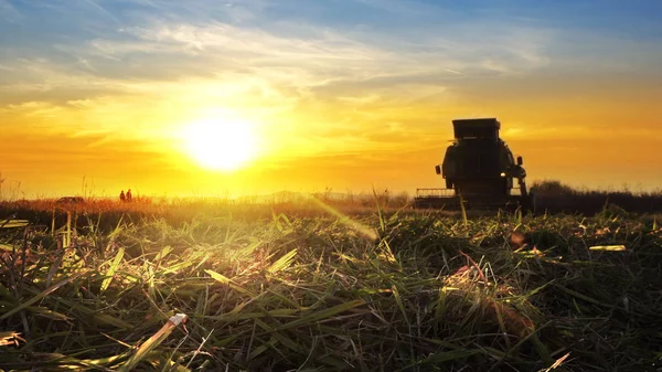 Combine Harvester Working Field Sunset Background — Stock Photo, Image