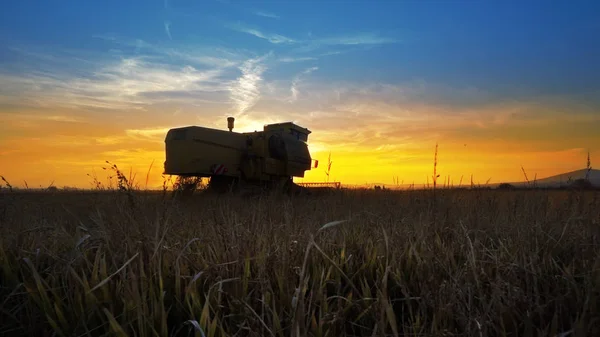 Combina Mietitrebbia Lavorando Sul Campo Sullo Sfondo Del Tramonto — Foto Stock