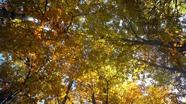 Blick Auf Ahorn Herbst Pan Shot Von Schönen Bunten Herbstlichen — Stockfoto