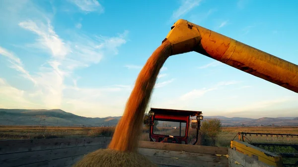 Combineren Van Harvester Gelost Mais Korrels Vrachtwagen — Stockfoto
