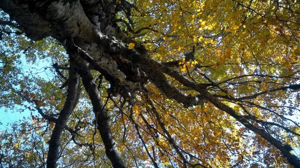 Admiring Autumn Forest Scenery Daytime — Stock Photo, Image