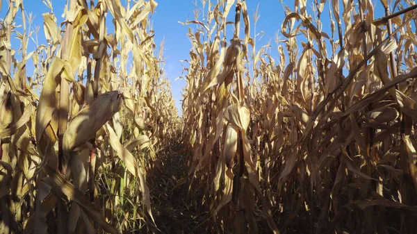Suché Kukuřice Pole Plantáže Zemědělské Sezóně — Stock fotografie