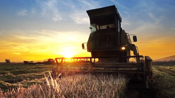 Combina Mietitrebbia Lavorando Sul Campo Sullo Sfondo Del Tramonto — Foto Stock