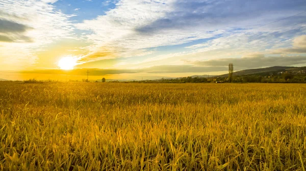 Tarweveld Gele Gerst Veld Zomer Landbouwseizoen Oogsttijd Kleurrijke Dramatische Hemel — Stockfoto