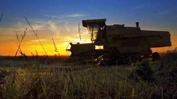 Combine Harvester Trabalhando Campo Fundo Por Sol — Fotografia de Stock