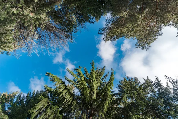 Driving Forest Blue Sky — Stock Photo, Image