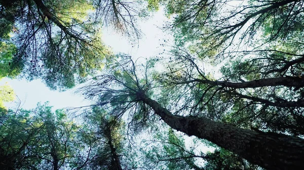 Umzug Unter Kiefernkronen Wald — Stockfoto