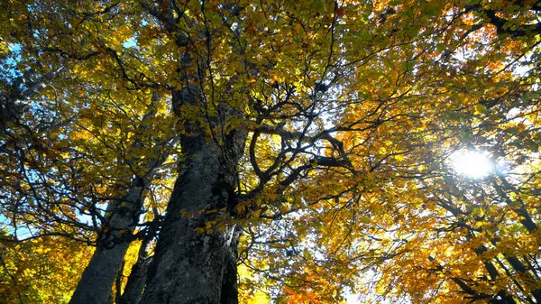 Árbol Colorido Otoñal Con Sol Del Amanecer Que Brilla Fondo — Foto de Stock