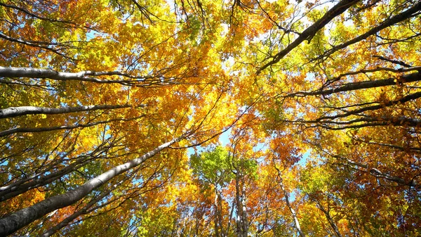 森林秋树森林 阳光闪耀在自然之树中的延续来世精神更新觉醒的概念 — 图库照片