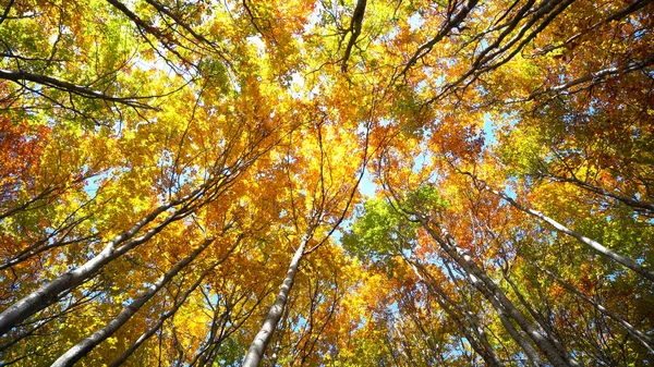 秋天的枫树景色 在森林公园里 潘平拍摄美丽多彩的秋树顶和树叶在风中摇曳 — 图库照片