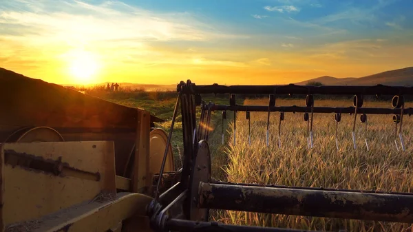 Combineren Met Het Oogsten Van Tarwe Met Uitzicht Zonsondergang Veld — Stockfoto