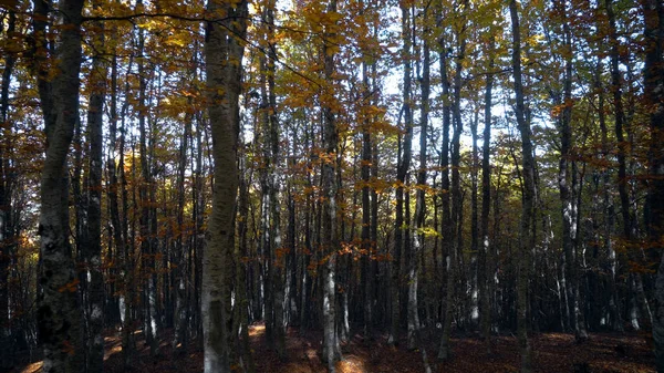 Yoğun Sonbahar Genç Ağaçlar Orman — Stok fotoğraf
