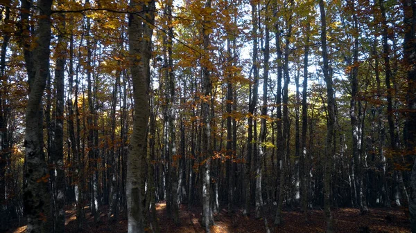 Tät Hösten Unga Träd Skog — Stockfoto