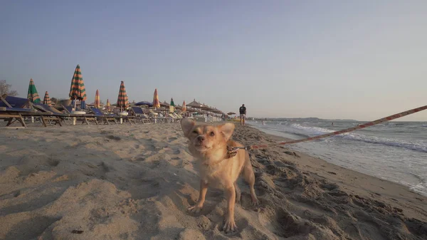 Perro Encaje Jugando Playa Durante Día — Foto de Stock