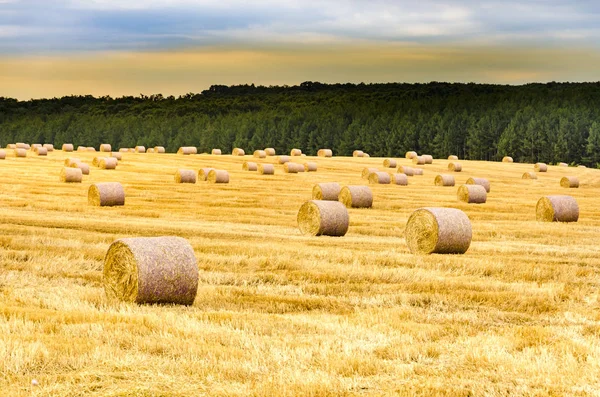 Gran Vista Sobre Campo Trigo Con Fardos Heno — Foto de Stock