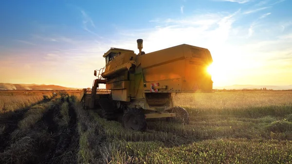 Combine Harvester Trabalhando Campo Fundo Por Sol — Fotografia de Stock