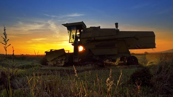 Maaimachine Werkt Veld Zonsondergang Achtergrond Combineren — Stockfoto