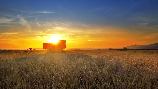 Silüeti Birleştirmek Buğday Kırpma Günbatımı Arka Plan Üzerinde Toplama Hasat — Stok fotoğraf