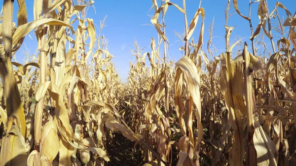 Maíz Seco Plantación Maíz Temporada Agrícola —  Fotos de Stock