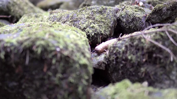 Állati Pov Mozog Forest Stones Moss Mozi Dof — Stock Fotó