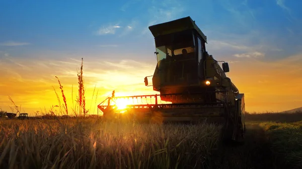 Silhouette Combinare Raccolto Avena Raccolto Sfondo Tramonto — Foto Stock