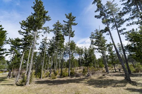 Ung Tall Träd Forest Park Mot Blå Himmel Bred Sköt — Stockfoto