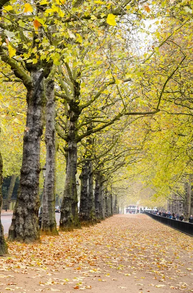 London Aproximativ Oct 2013 Frumoși Copaci Aurii Toamnă Parcul Hyde — Fotografie, imagine de stoc