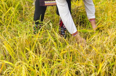 El ile pirinç tezahürü güneşli hasat, geleneksel elbise giymiş adam