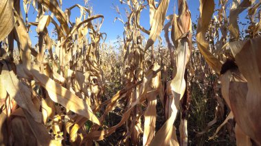 Kuru Mısır Mısır alan plantasyonunda tarım sezon